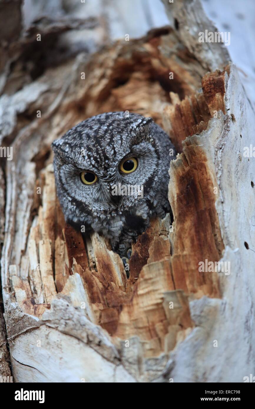 westlichen Käuzchen Stockfoto