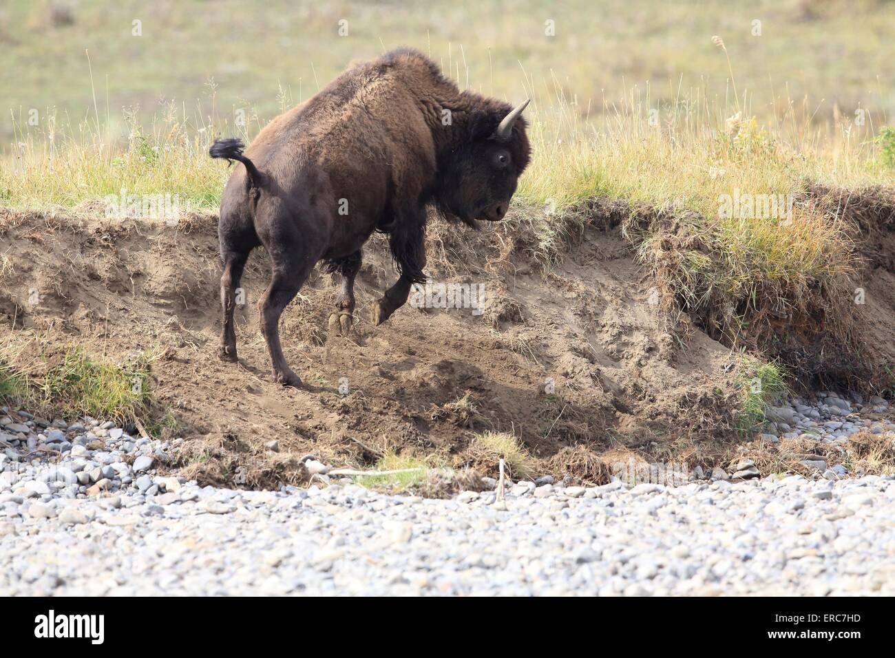 American buffalo Stockfoto