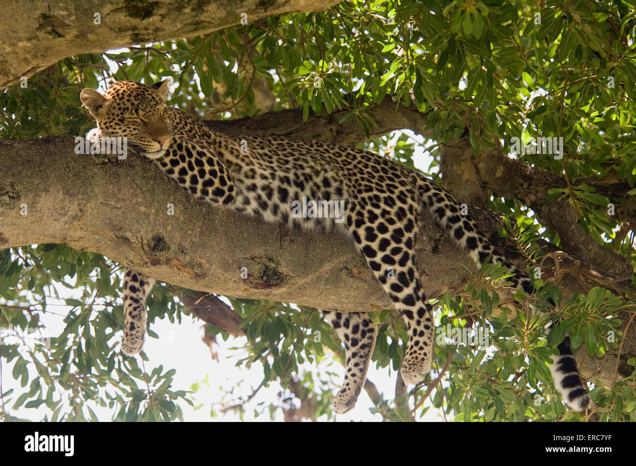 LEOPARD IM BAUM MASAI MARA KENIA LIEGEN Stockfoto