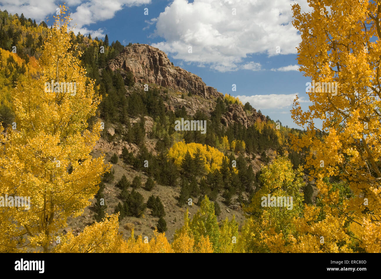 BERGE UND ESPEN IM HERBST IN DER NÄHE VON CRIPPLE CREEK Stockfoto