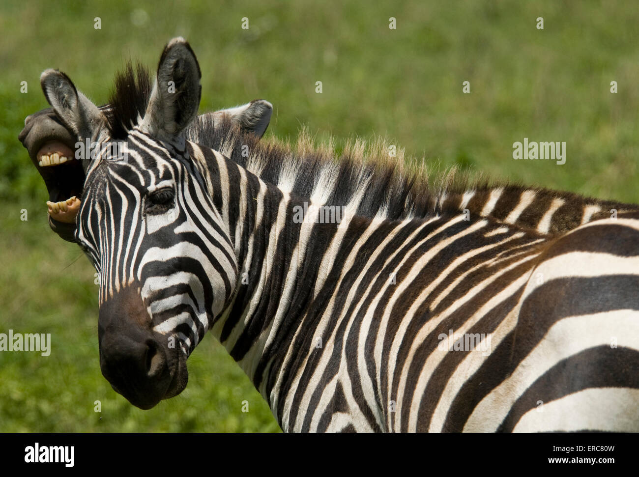 BURCHELL ZEBRA HINTER ANDEREN ZEIGT ZÄHNE Stockfoto