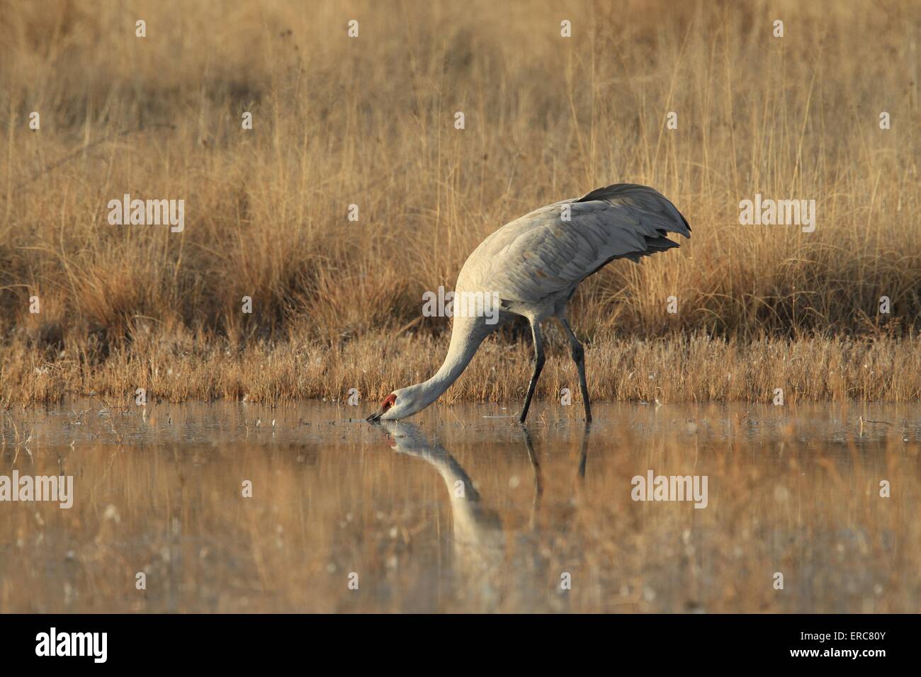 Sandhill Kran Stockfoto