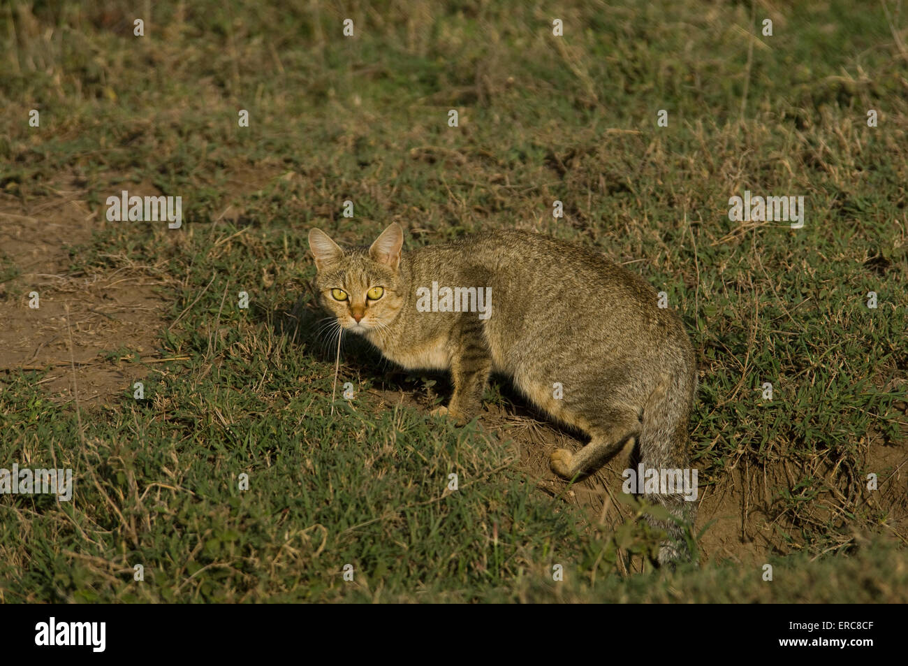 AFRIKANISCHE WILDKATZE NICHT MEHR IN SEINE TRACKS, BLICK IN DIE KAMERA Stockfoto