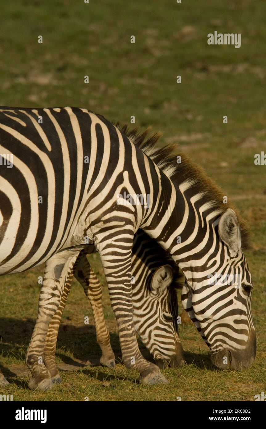 ZEBRA-STUTE UND FOHLEN WEIDEN Stockfoto