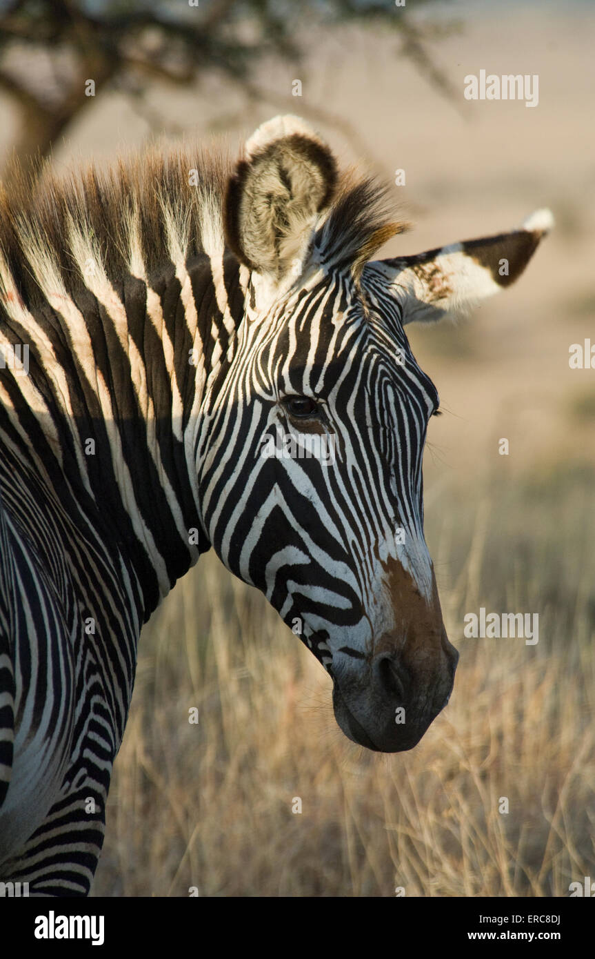 GREVY ZEBRA-KOPFSCHUSS Stockfoto