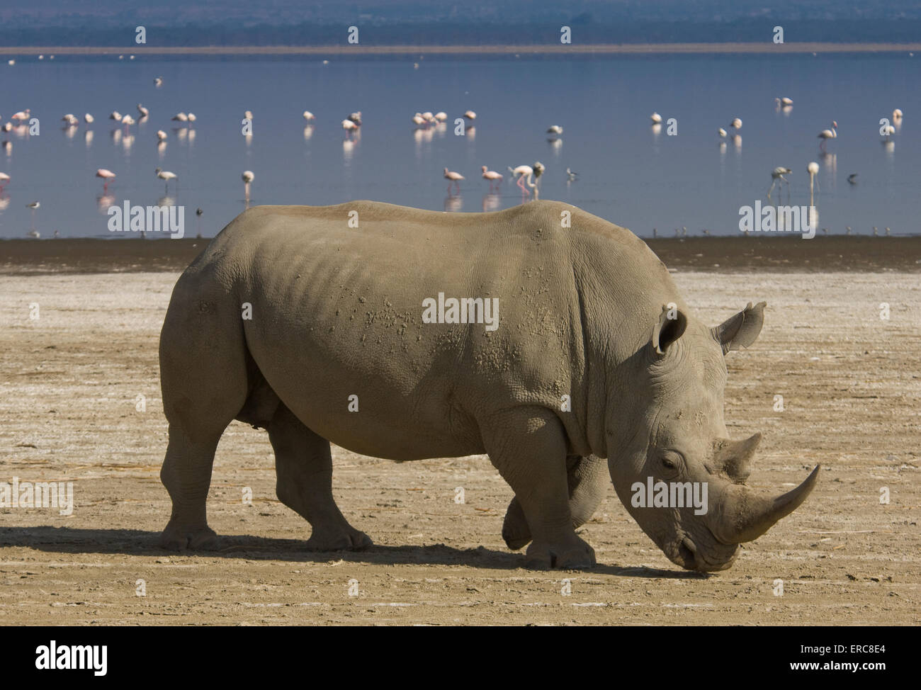 BREITMAULNASHORN VOM UFER DES LAKE NAKURU Stockfoto