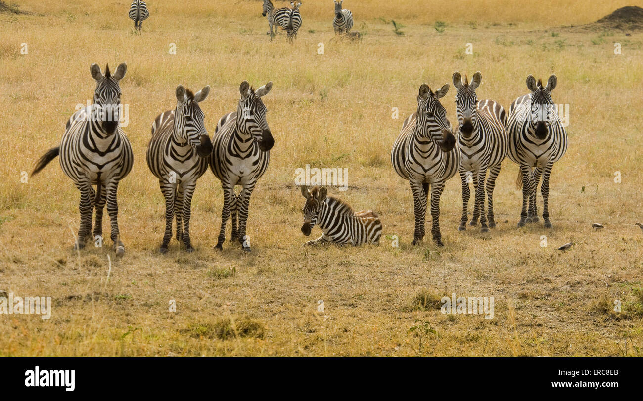 BURCHELL ZEBRAS STEHEN AUF BEIDEN SEITEN DER FOHLEN, DIE FESTLEGUNG Stockfoto