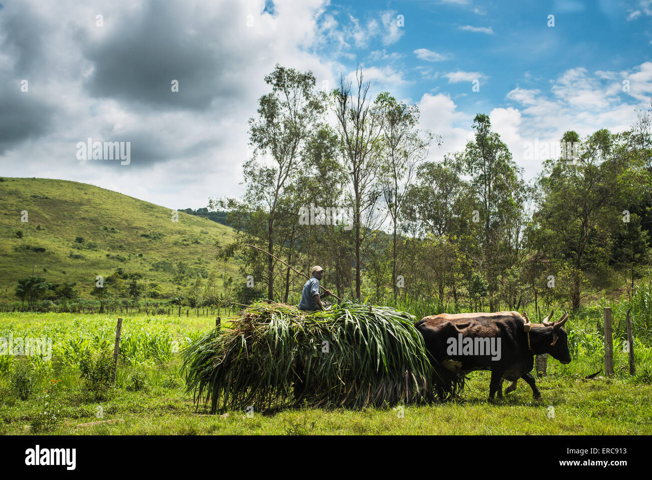 Ländliche Arbeiter auf einen Ochsen Wagen, Kaffee Valley Region, Valença, Bundesstaat Rio De Janeiro, Brasilien Stockfoto