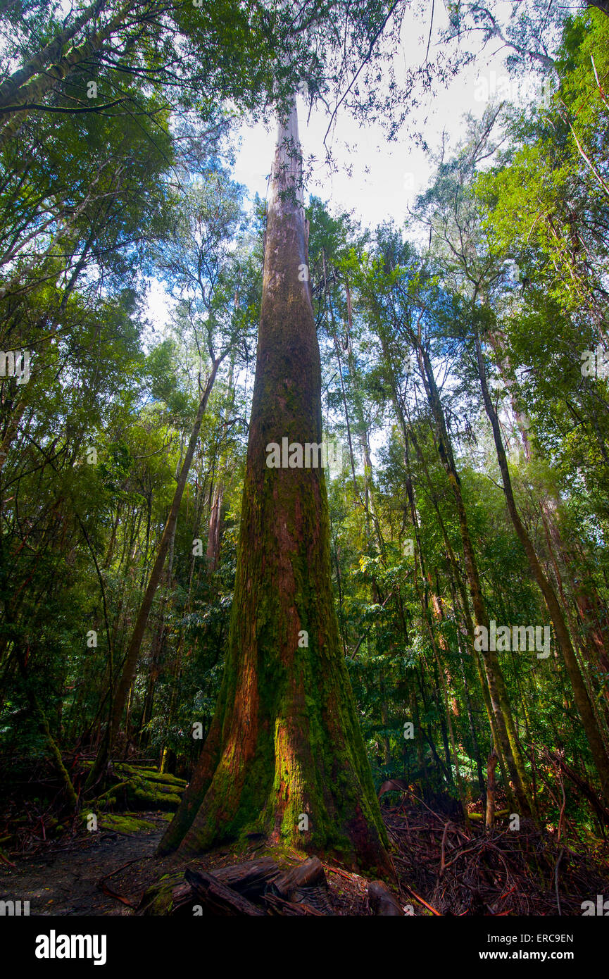 Hohe Bäume, Pandani Groove Naturlehrpfad, Mount Field National Park, Tasmanien Stockfoto