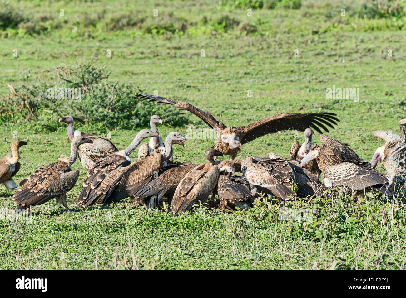 Gänsegeier (abgeschottet Fulvus), Serengeti, Tansania Stockfoto