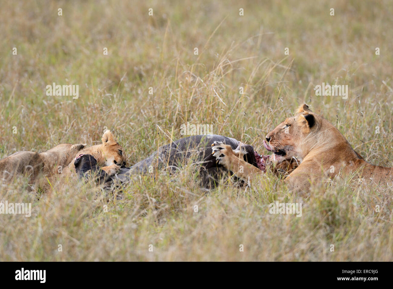 Löwinnen (Panthera Leo) zu töten, ernähren sich von Gnus Karkasse, Masai Mara National Reserve, Kenia Stockfoto