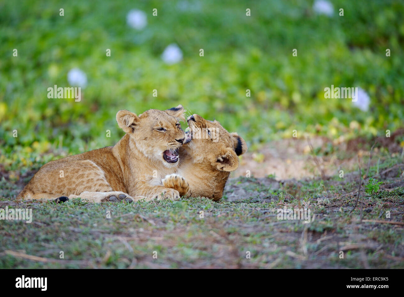Junge Löwen (Panthera Leo), Löwenbabys, Playfighting, Lower Zambezi National Park, Sambia Stockfoto
