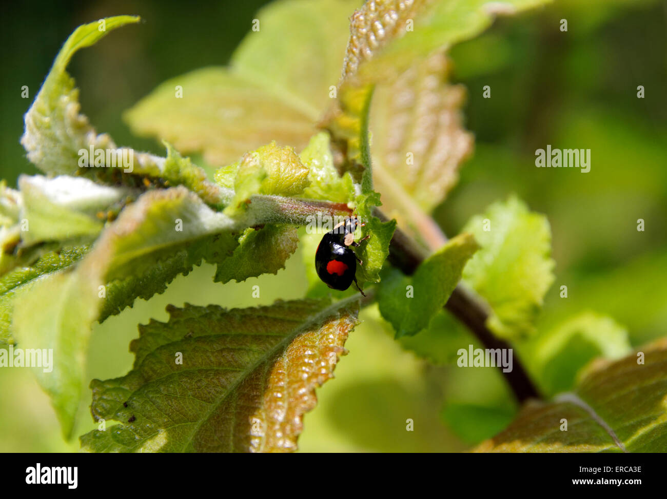 Harlekin-Marienkäfer Harmonia Axyridis, Wales, UK. Stockfoto