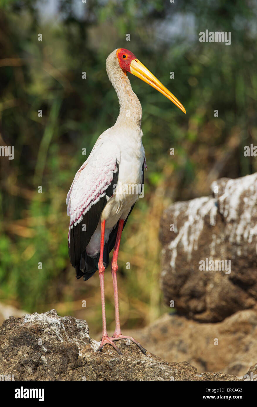 Gelb-billed Stork (Mycteria Ibis), auf einer Insel im Chobe Fluss Chobe Nationalpark, Botswana Stockfoto