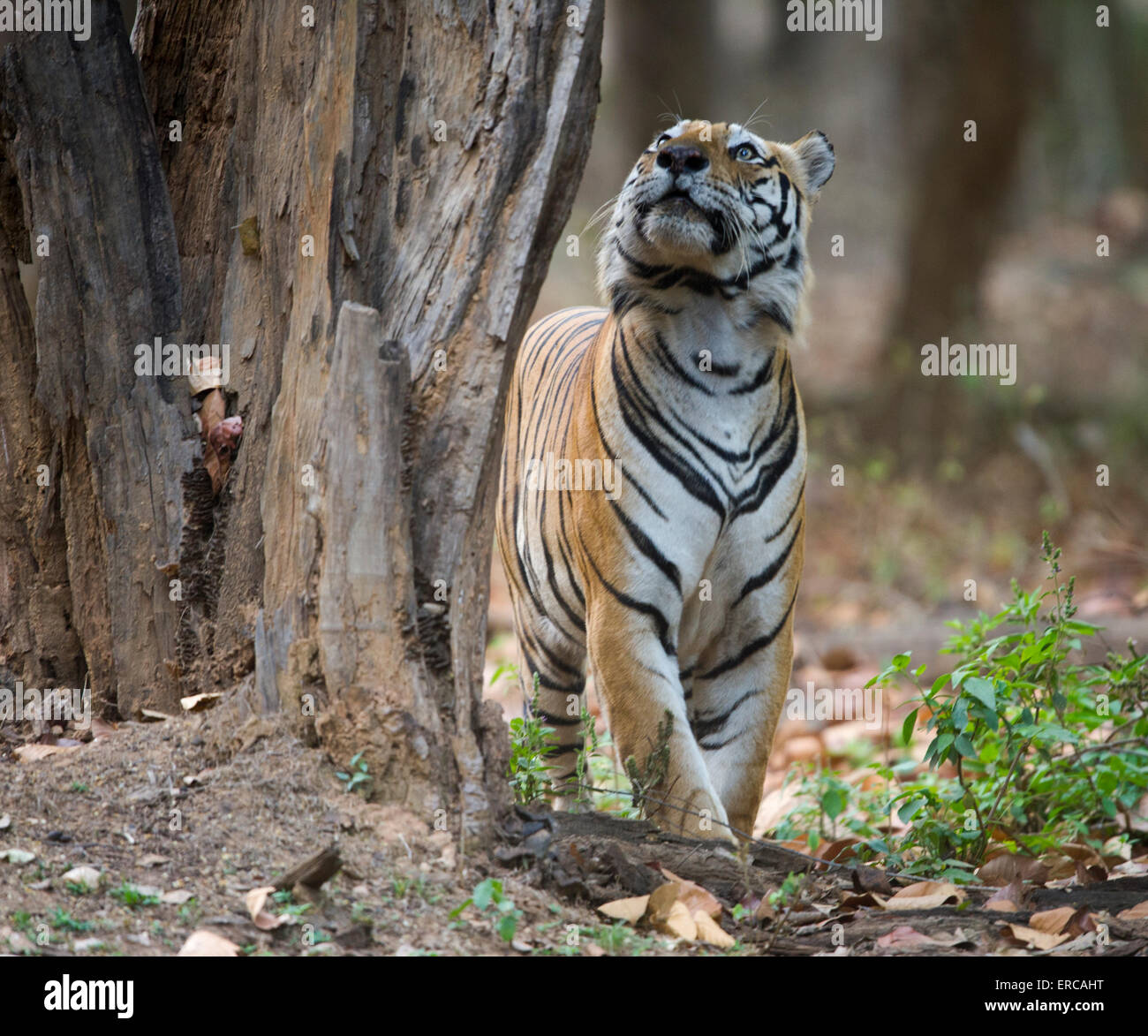 Bengal Tiger Blick auf einen Baum Munna Stockfoto