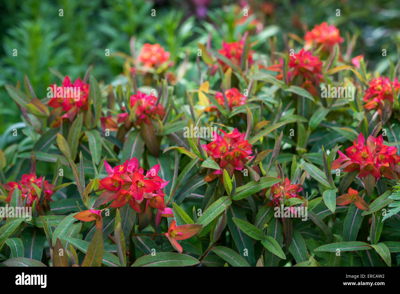 Euphorbia Griffithii im Frühjahr mit lebhaft roten Hochblätter und dunkelgrünen Laub. Stockfoto