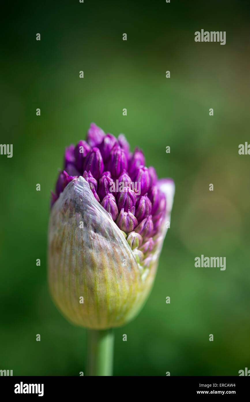 Offene Blüte von einem Allium 'Purple Sensation' mit dicht gepackten Knospen. Stockfoto