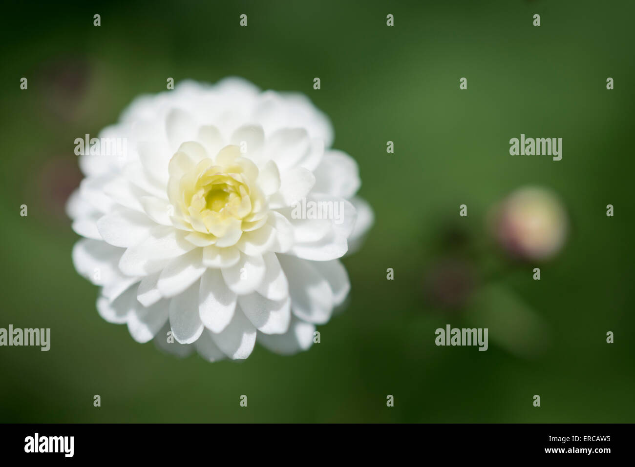 Ranunculus Aconitifolius Pleniflorus (weiße Junggesellen Tasten) in Nahaufnahme. Stockfoto