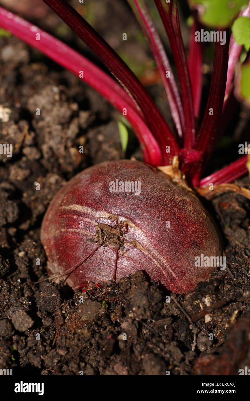 Rote Beete im Garten Zuteilung homegrown Stockfoto