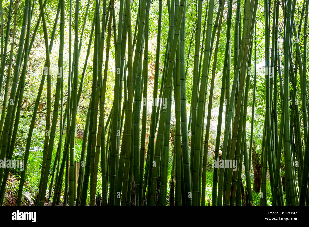 Großer grüner Bambus stammt in weiche Feder Sonnenlicht. Stockfoto
