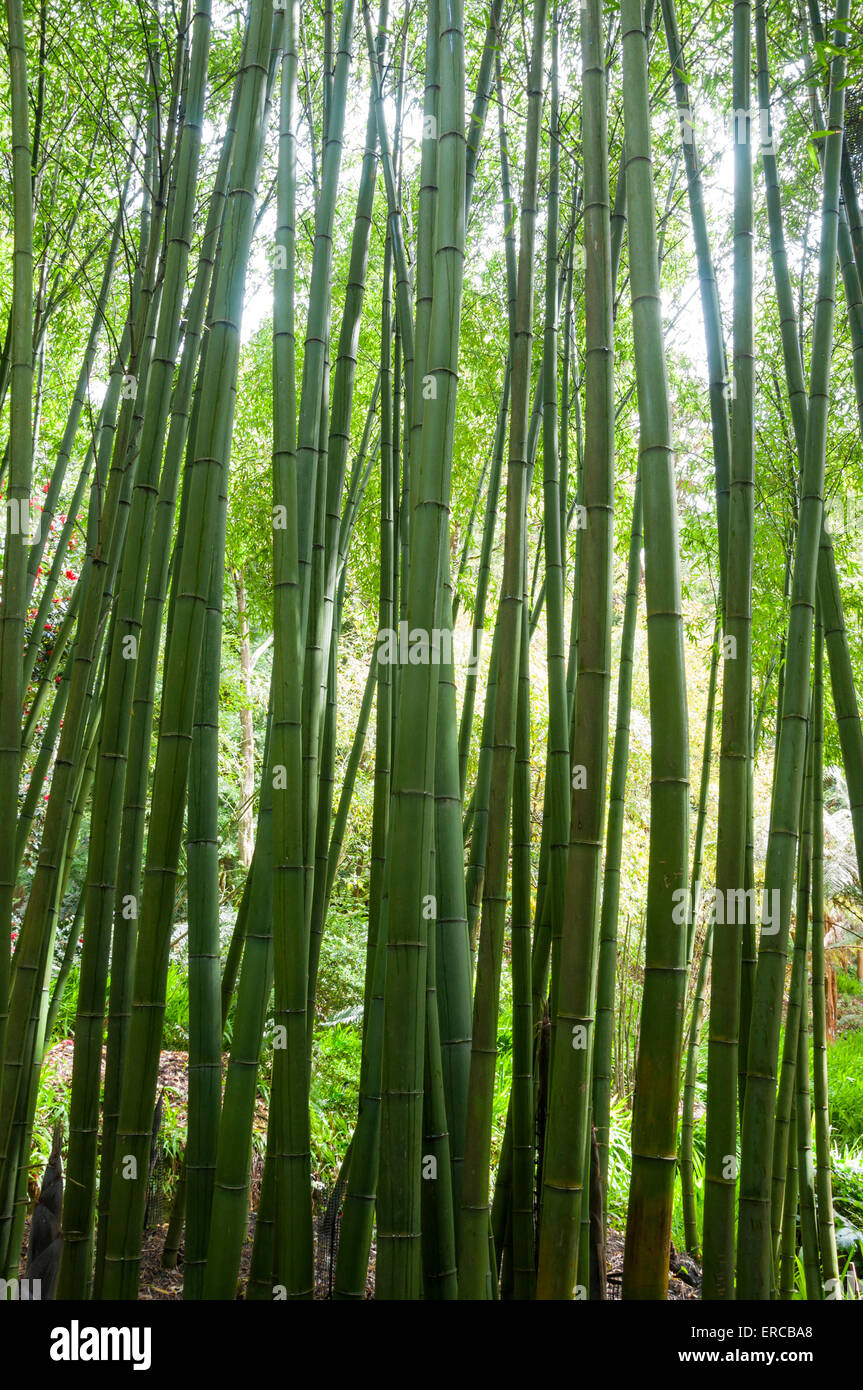 Groer grner Bambus stammt in weiche Feder Sonnenlicht Stockfotografie -  Alamy