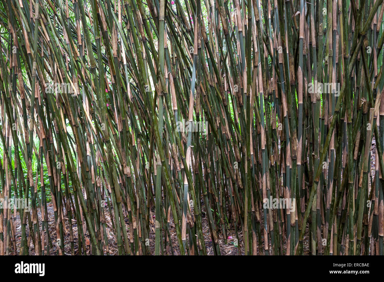 Eine Vielzahl von Bambusstämme. Stockfoto
