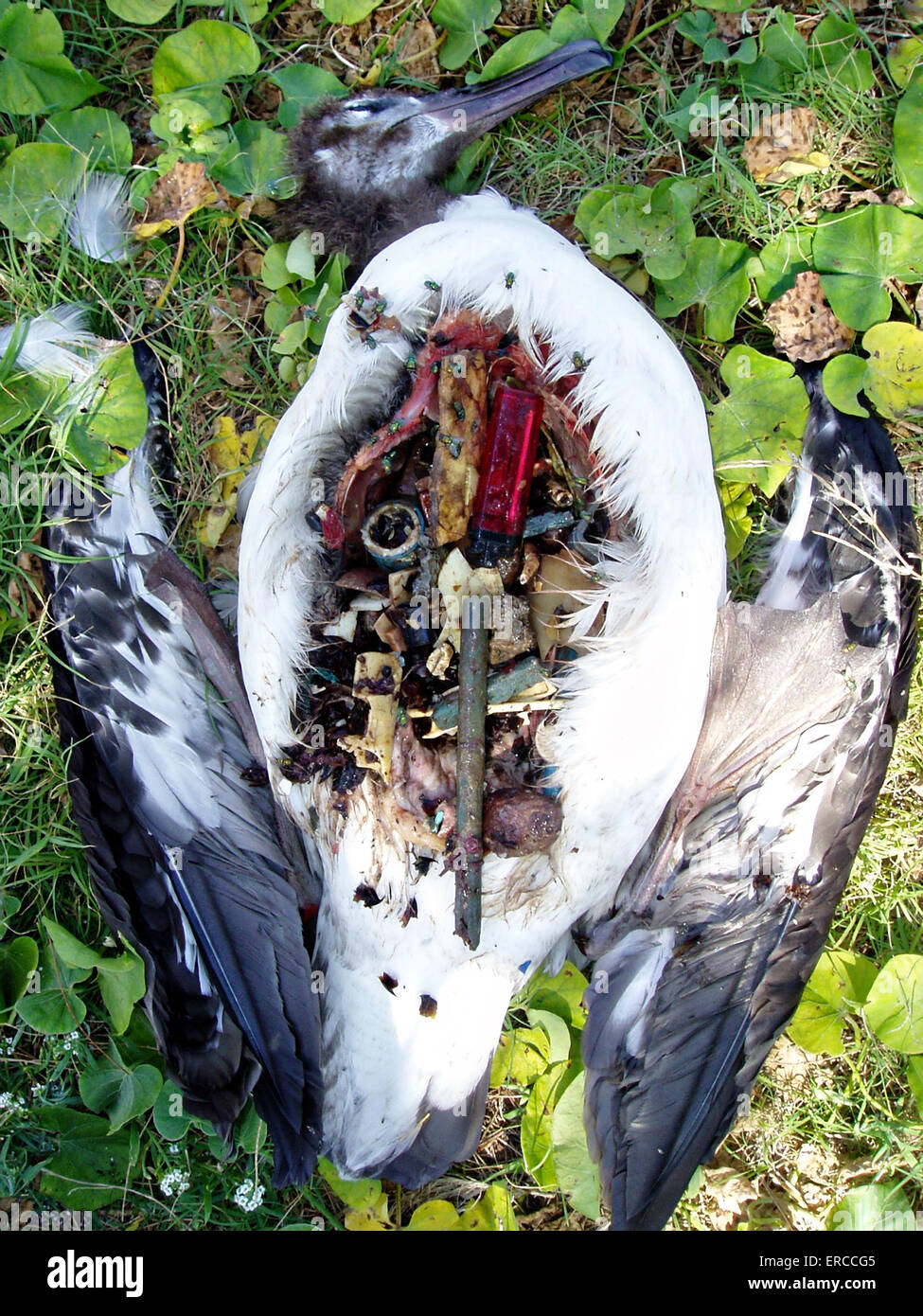 Laysan Albatros Küken voller Kunststoff Meeresmülls auf Green Island im Kure-Atoll State Wildlife Refuge in Papahanaumokuakea Marine National Monument in der nordwestlichen Hawaii-Inseln. Stockfoto