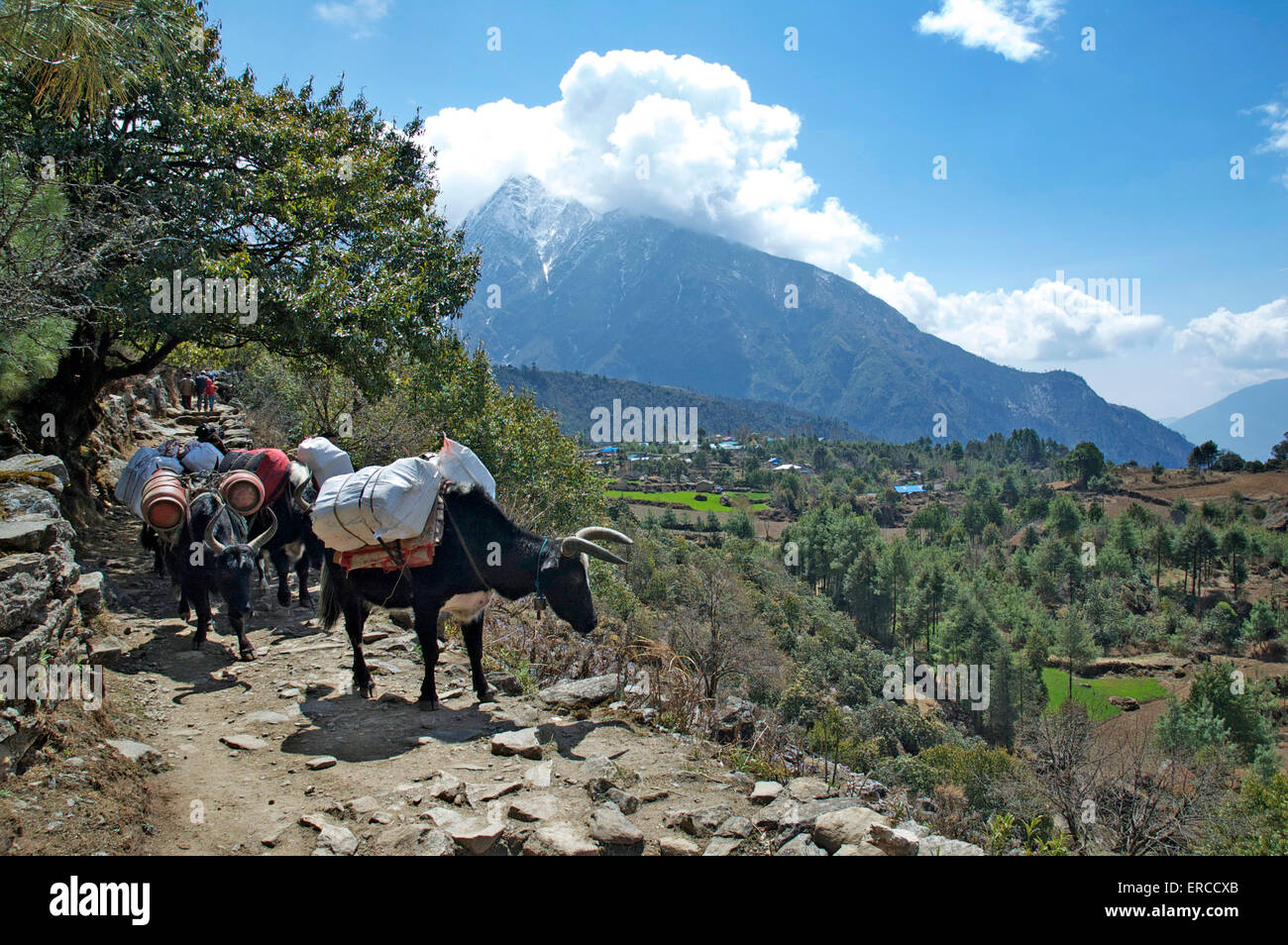 Packtiere auf den Spuren von Lukla, Namche Bazaar, Nepal Stockfoto