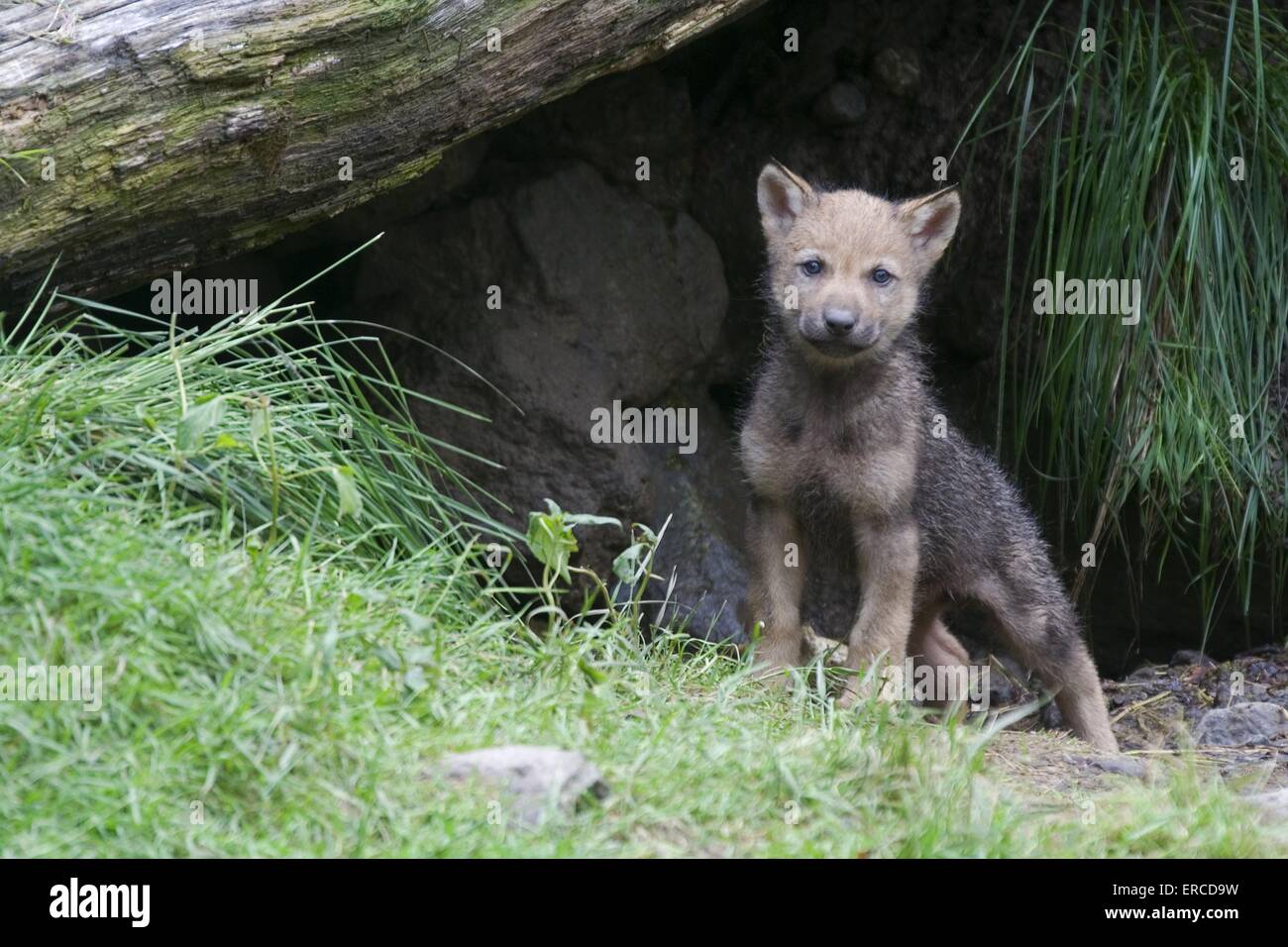 junge greywolf Stockfoto