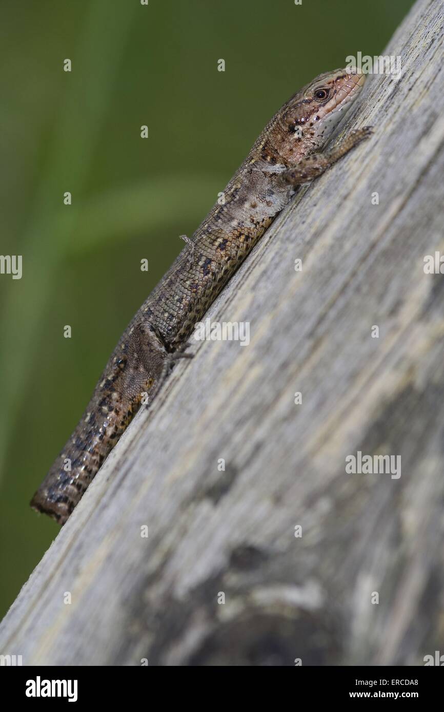 Eidechse Stockfoto