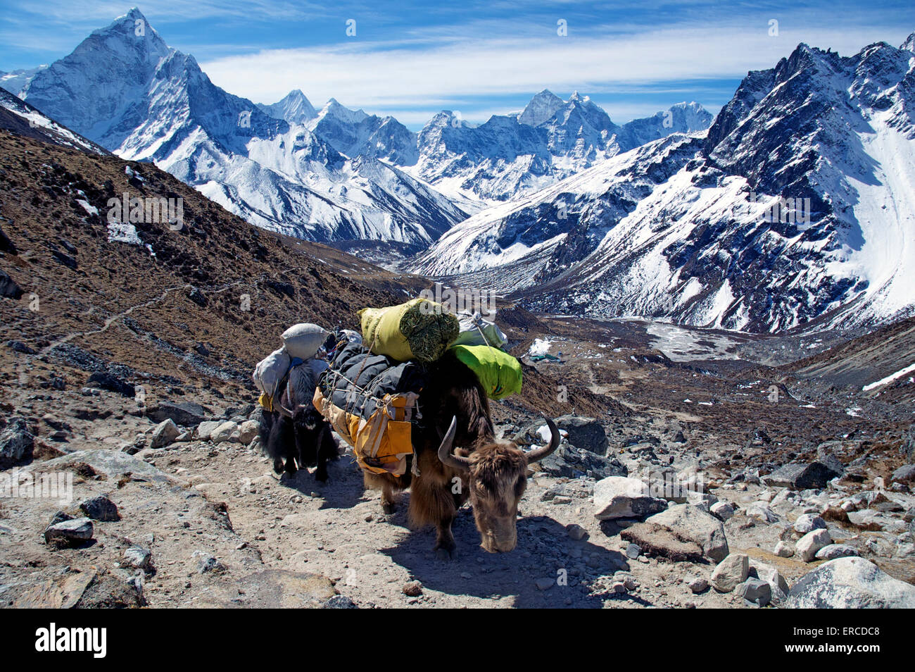 Schwer beladene Yaks auf einer Himalaya-Tour in Nepal Stockfoto