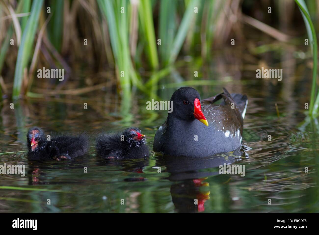 gemeinsame gallinules Stockfoto