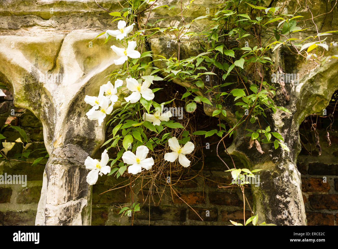 Eine Clematis Montana unterstützt durch mittelalterliche Bögen in die Merchant Abenteurer Rest Garten, Stadt York, England, UK Stockfoto