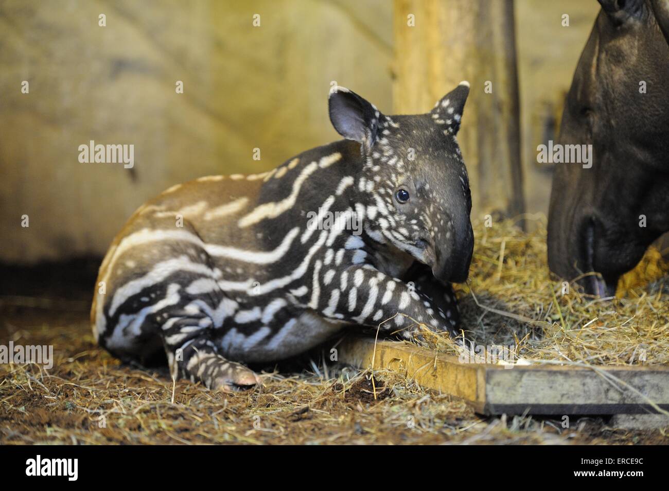 Asiatischer tapir Stockfoto
