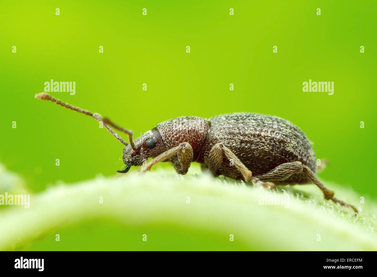 Ein Mcro Schuss eines Käfers auf einer Pflanze Stockfoto