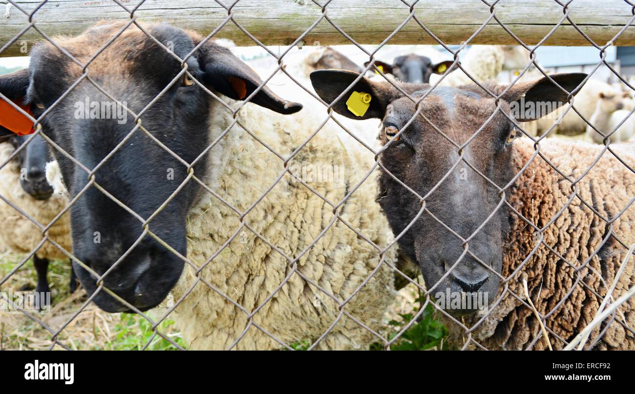 Closeup Aufnahme der zwei Schafe Köpfe hinter dem Zaun. Stockfoto
