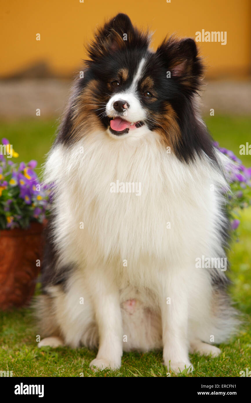 Gemischte Rasse Hund | Mischlingshund Stockfoto