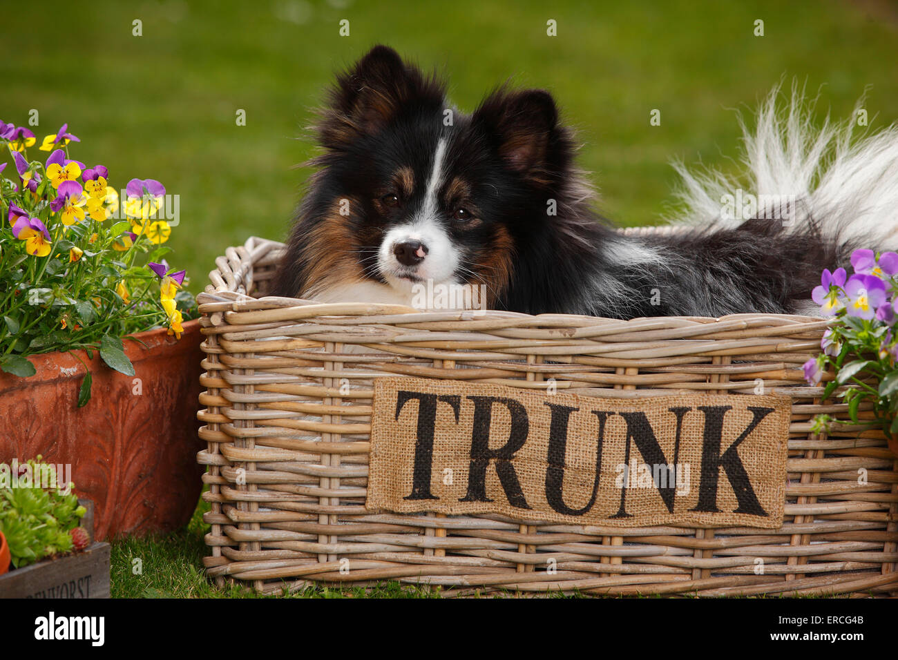 Gemischte Rasse Hund | Mischlingshund Stockfoto