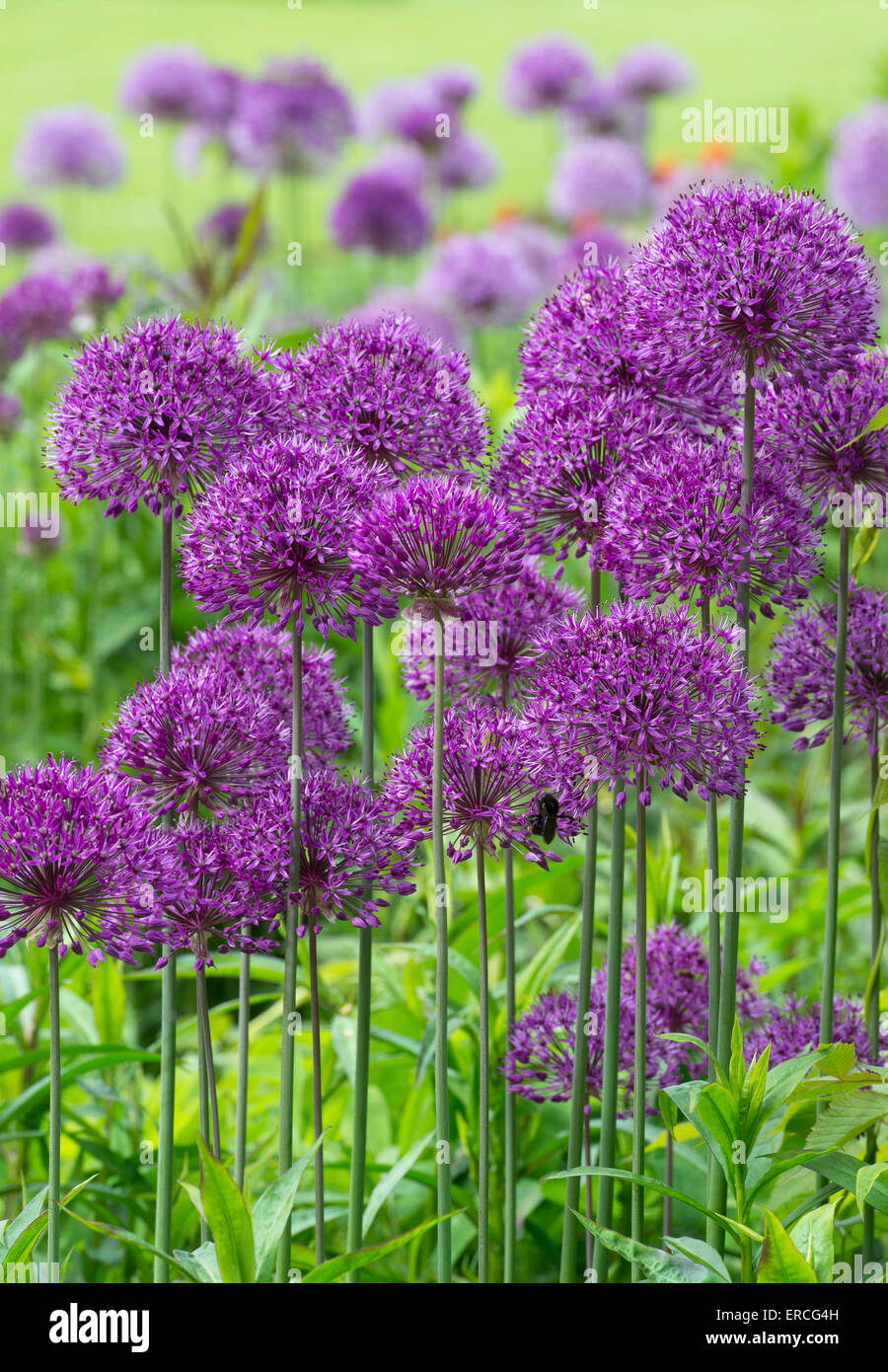 Allium purple Sensation Blumen in einem englischen Garten Stockfoto