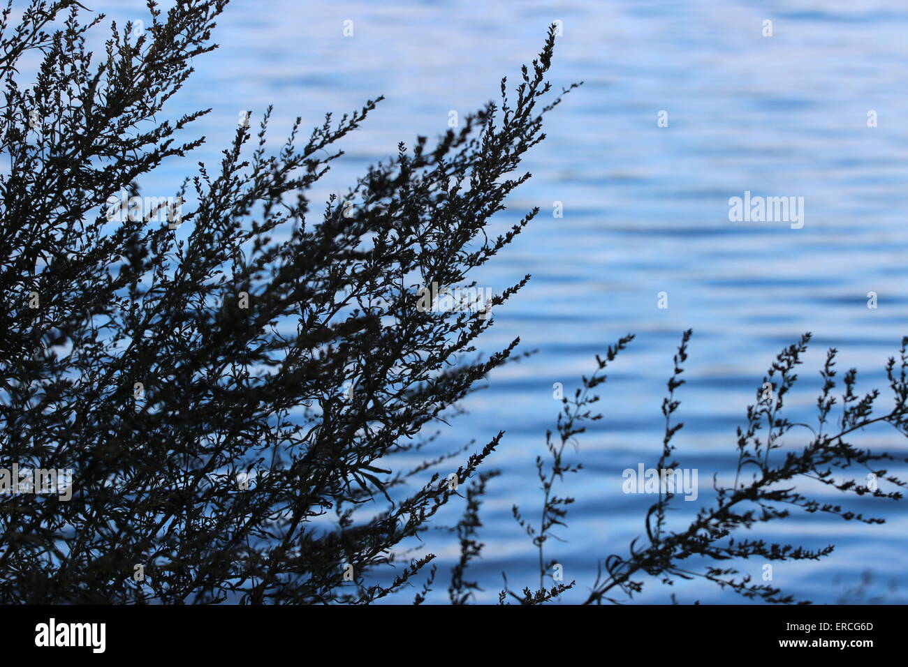 Pflanzen vor einem ruhigen See. Stockfoto