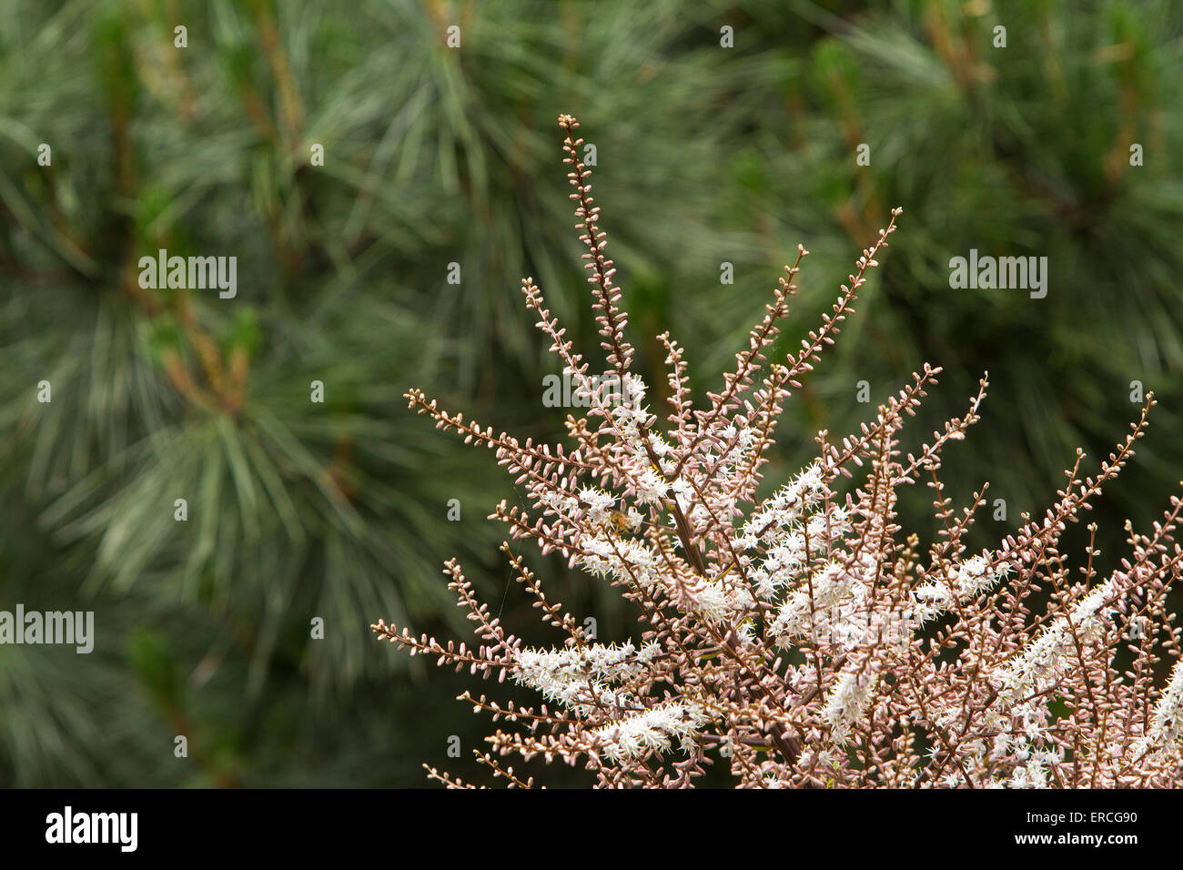 Ein Kohl-Baum in Blüte Stockfoto