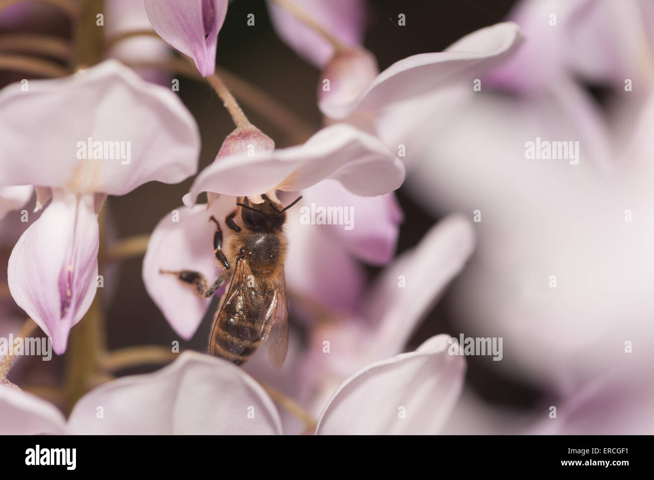 Honig Biene Arbeiter trinken saugt Nektar mit Rssel an Blauregen Blte  bestuben der zuknftigen Samens Hlsen apis mellifera Stockfotografie -  Alamy