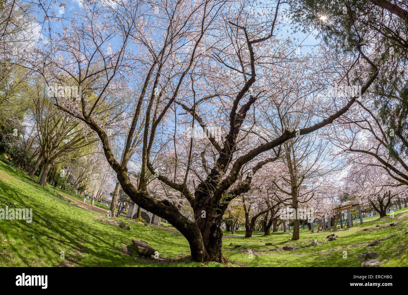 Kirschblüte in Yamagata Castle (Kajo Park) Stockfoto