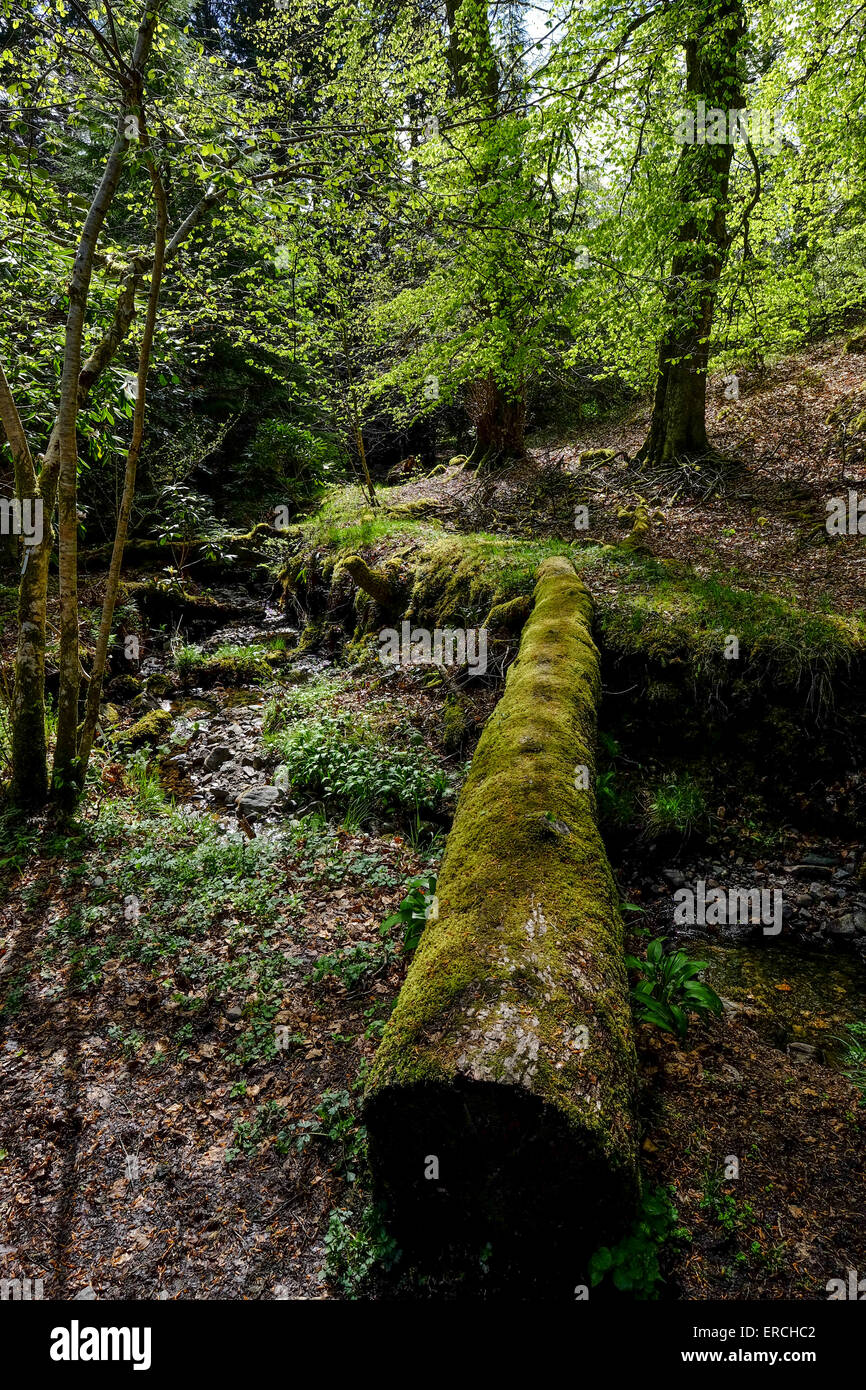Larachmhor Gärten sind eine wenig bekannte Juwel auf dem Weg zwischen Fort William und Mallaig in Schottland, Großbritannien Stockfoto
