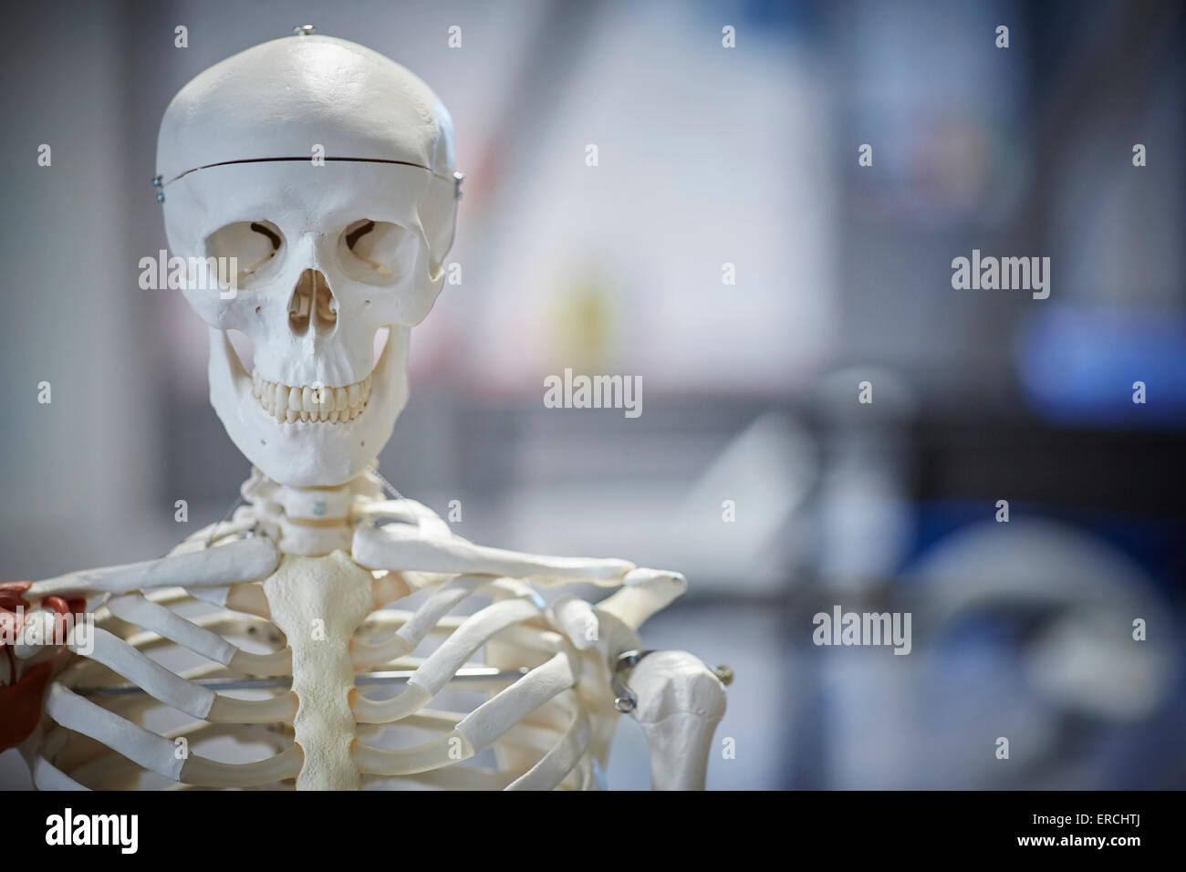 Nahaufnahme eines medizinischen Kunststoff Skeletts für Bildung verwenden Schule junge Mädchen einheitliche Ausbildung Schule Studenten Vorlesungen Studium Stockfoto