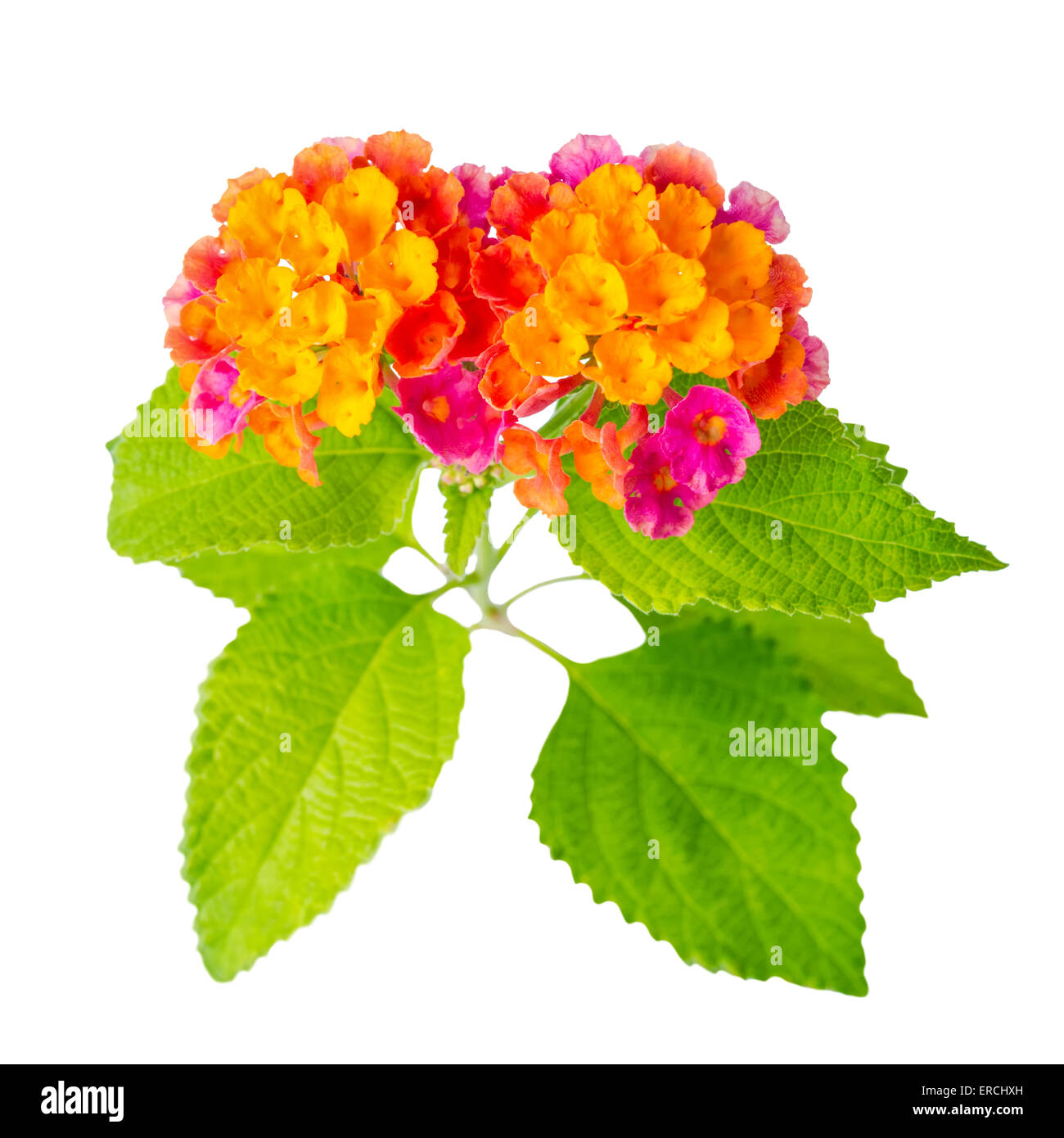 schöne bunte Lantana Camara Blume ist isoliert auf weißem Hintergrund, Nahaufnahme Stockfoto