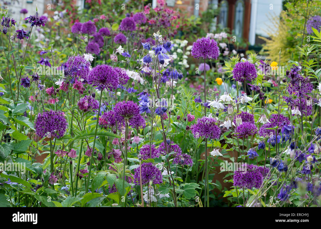 Terrassenförmig angelegten englischen Kleinstadt Stadtgarten in voller Blüte. UK Stockfoto