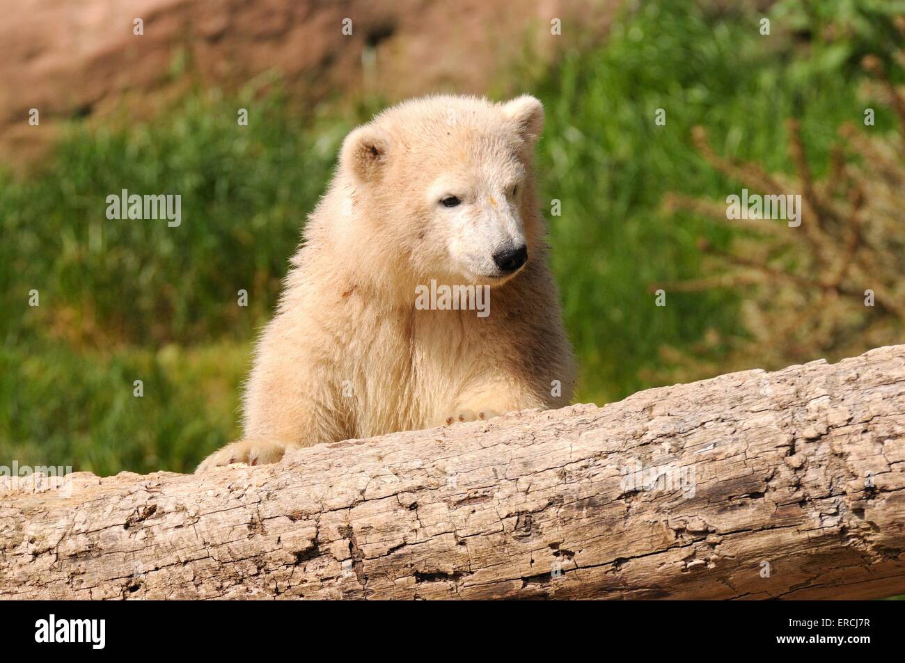 Tier-Bär Stockfoto