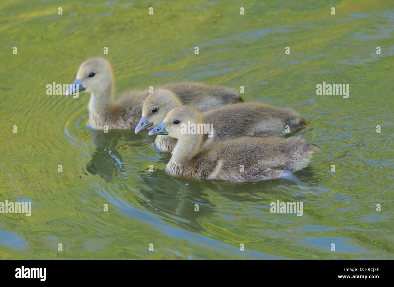 Graylag Gans Stockfoto