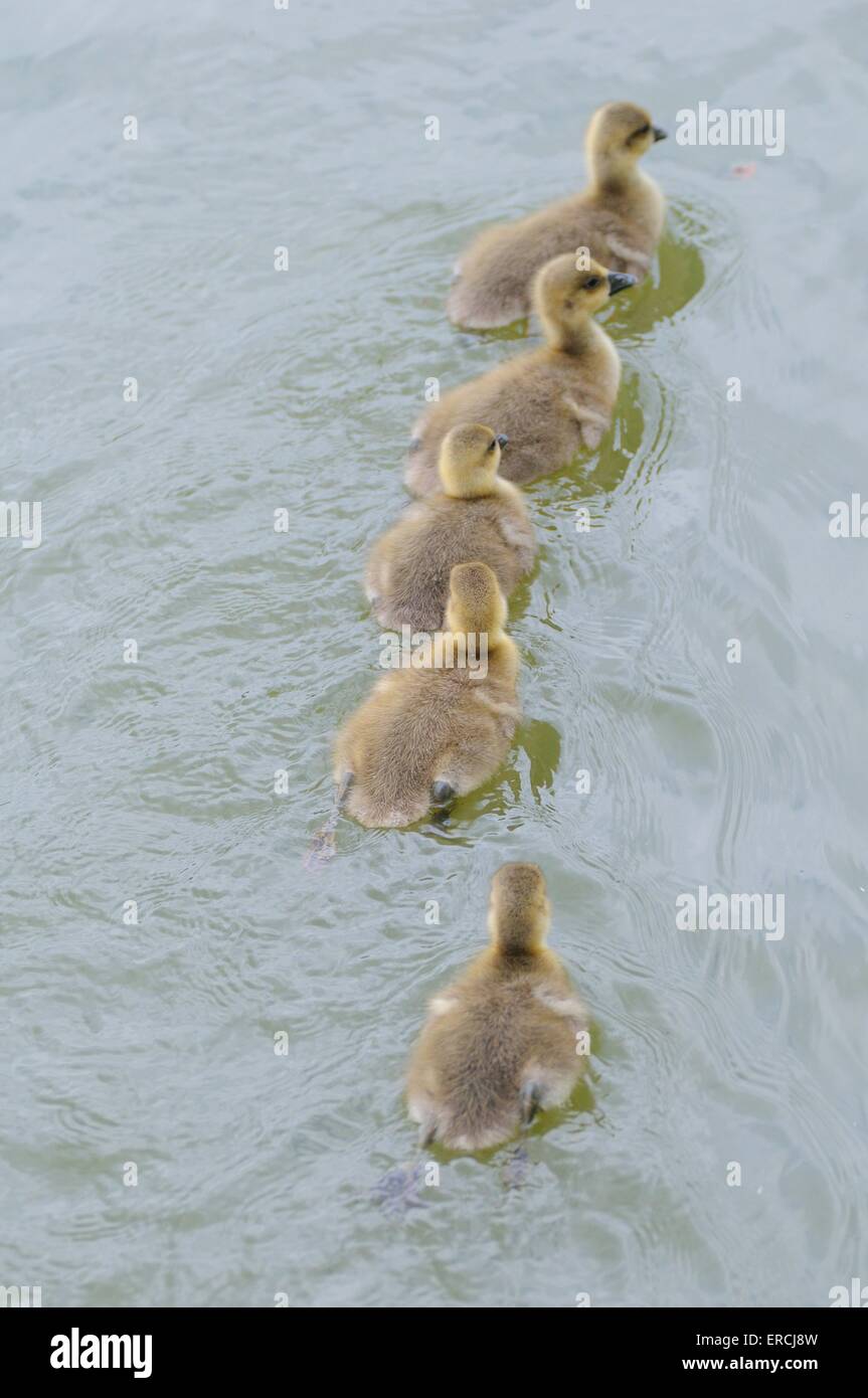 Graylag Gans Stockfoto